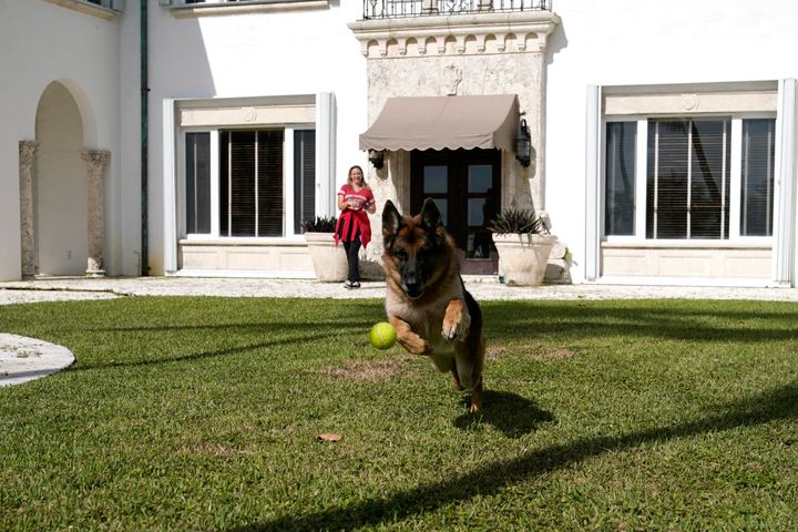 German Shepherd Gunther VI chases a tennis ball thrown by handler Stacey Marino.