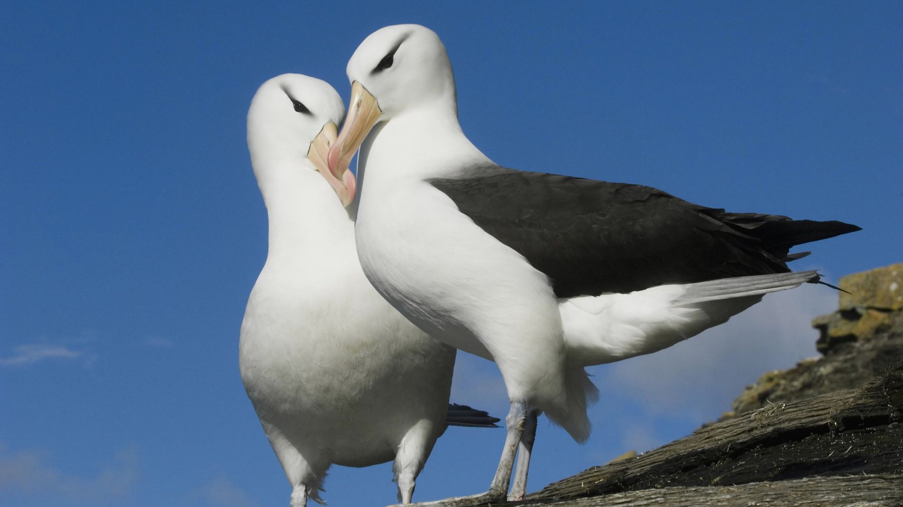 Albatross ‘Divorces’ May Be Climbing Because Of Climate Change