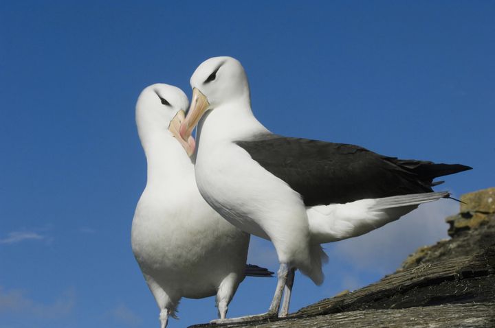A courting pair of black-browed albatrosses.