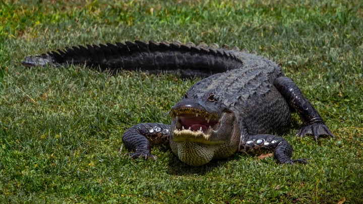 巨大なワニ模型との自撮りを試みた男性 実は本物 腕を噛まれ九死に一生 ハフポスト World 巨大なワニ模型との自撮りを試みた男性 実は本物 腕を噛まれ九死に一生 ハフポスト World