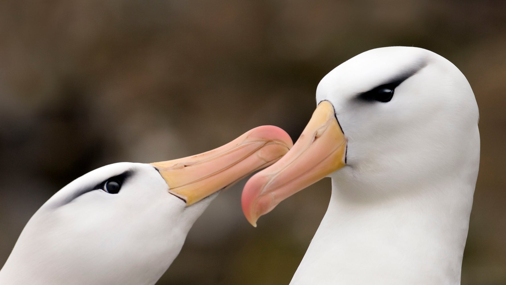 一夫一婦制で知られるアホウドリ 気候変動で 離婚率が上昇 との研究結果 一体どういうこと ハフポスト 一夫一婦制で知られるアホウドリ 気候変動で 離婚率が上昇 との研究結果 一体どういうこと ハフポスト