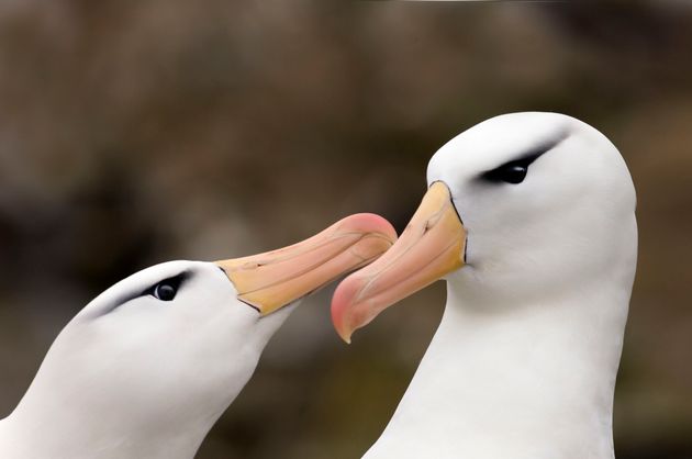 マユグロアホウドリ