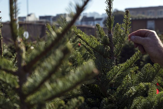 Φυσικό έναντι τεχνητού: Ποιο χριστουγεννιάτικο δέντρο είναι καλύτερο για το κλίμα;