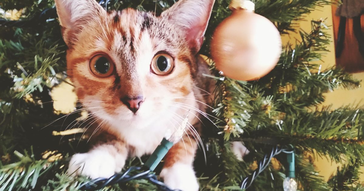 how to keep dog from destroying christmas tree