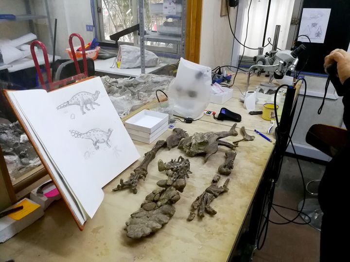 Απολιθωμένα οστά του Stegouros elengassen