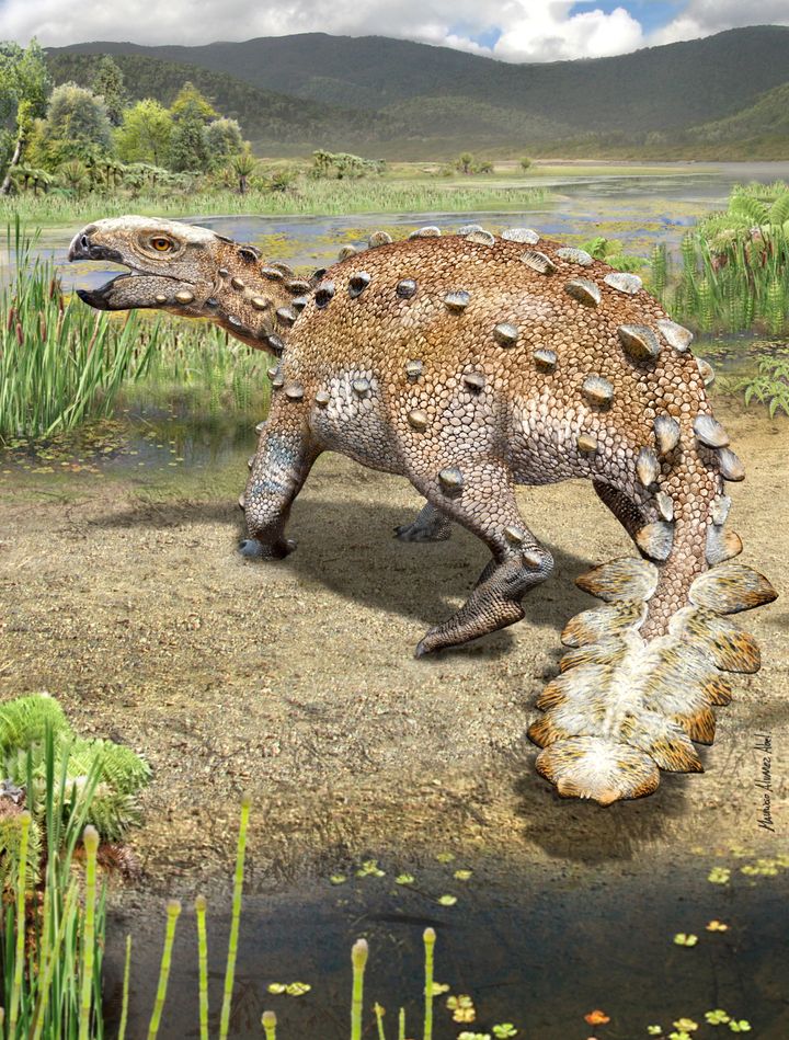 Ο δεινόσαυρος Stegouros elengassen της Κρητιδικής Περιόδου, του οποίου τα απολιθωμένα λείψανα ανακαλύφθηκαν στη Χιλή