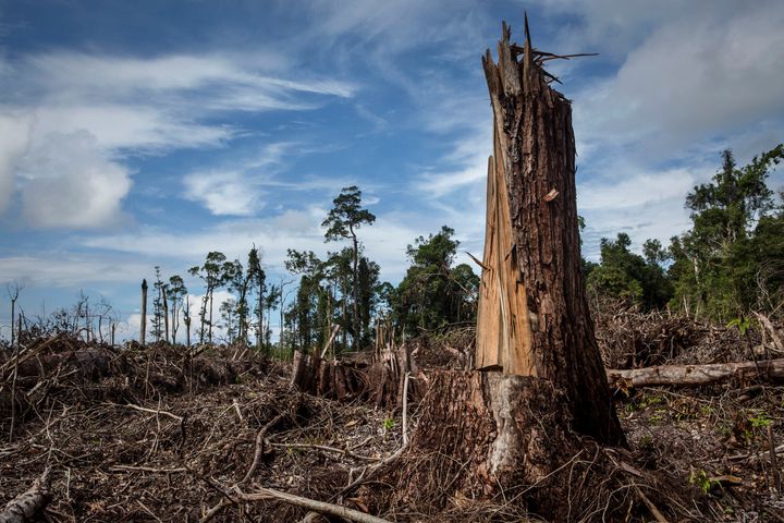 パームオイルの原料となるアブラヤシを栽培するために伐採された泥炭林。パームオイルは、ポテトチップスやマーガリンなどの加工食品、洗剤や化粧品など身近な製品に使われるほか、再生可能エネルギーの一つ「バイオマス燃料」としても使用されている＝2013年11月、インドネシア・スマトラ島