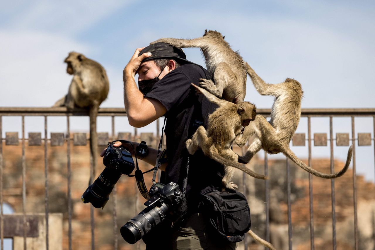 Macaque monkeys climb onto a news photographer at the Phra Prang Sam Yod temple during the annual Monkey Buffet Festival in Lopburi province, north of Bangkok, on Sunday.