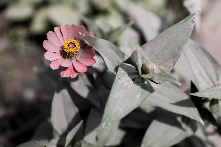 A flower is covered in volcanic ash, following the eruption of Mount Semeru volcano in Lumajang regency, East Java province, Indonesia, December 5, 2021. REUTERS/Willy Kurniawan