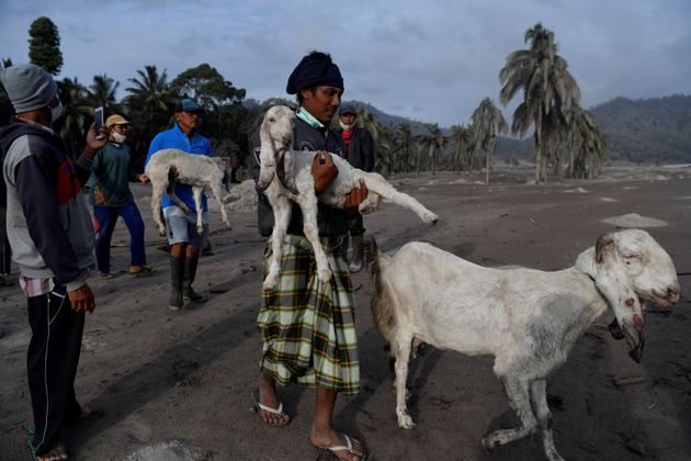Villagers carry their livestock to be evacuated after the eruption of Mount Semeru hit Sumber Wuluh Village,...