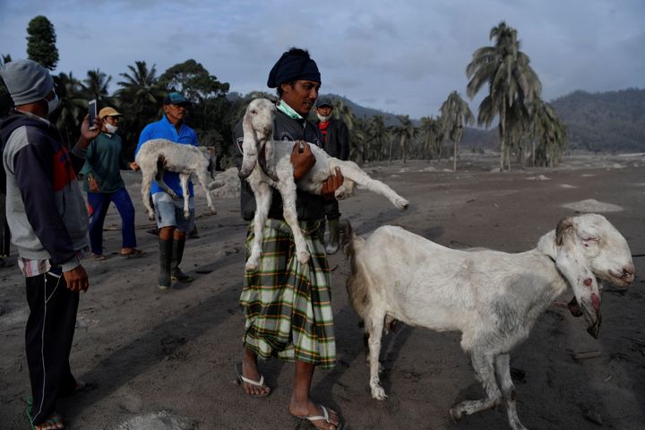 Villagers carry their livestock to be evacuated after the eruption of Mount Semeru hit Sumber Wuluh Village, Lumajang, East Java province, Indonesia December 5, 2021, in this photo taken by Antara Foto/Zabur Karuru via REUTERS. ATTENTION EDITORS - THIS IMAGE HAS BEEN SUPPLIED BY A THIRD PARTY. MANDATORY CREDIT. INDONESIA OUT. NO COMMERCIAL OR EDITORIAL SALES IN INDONESIA.
