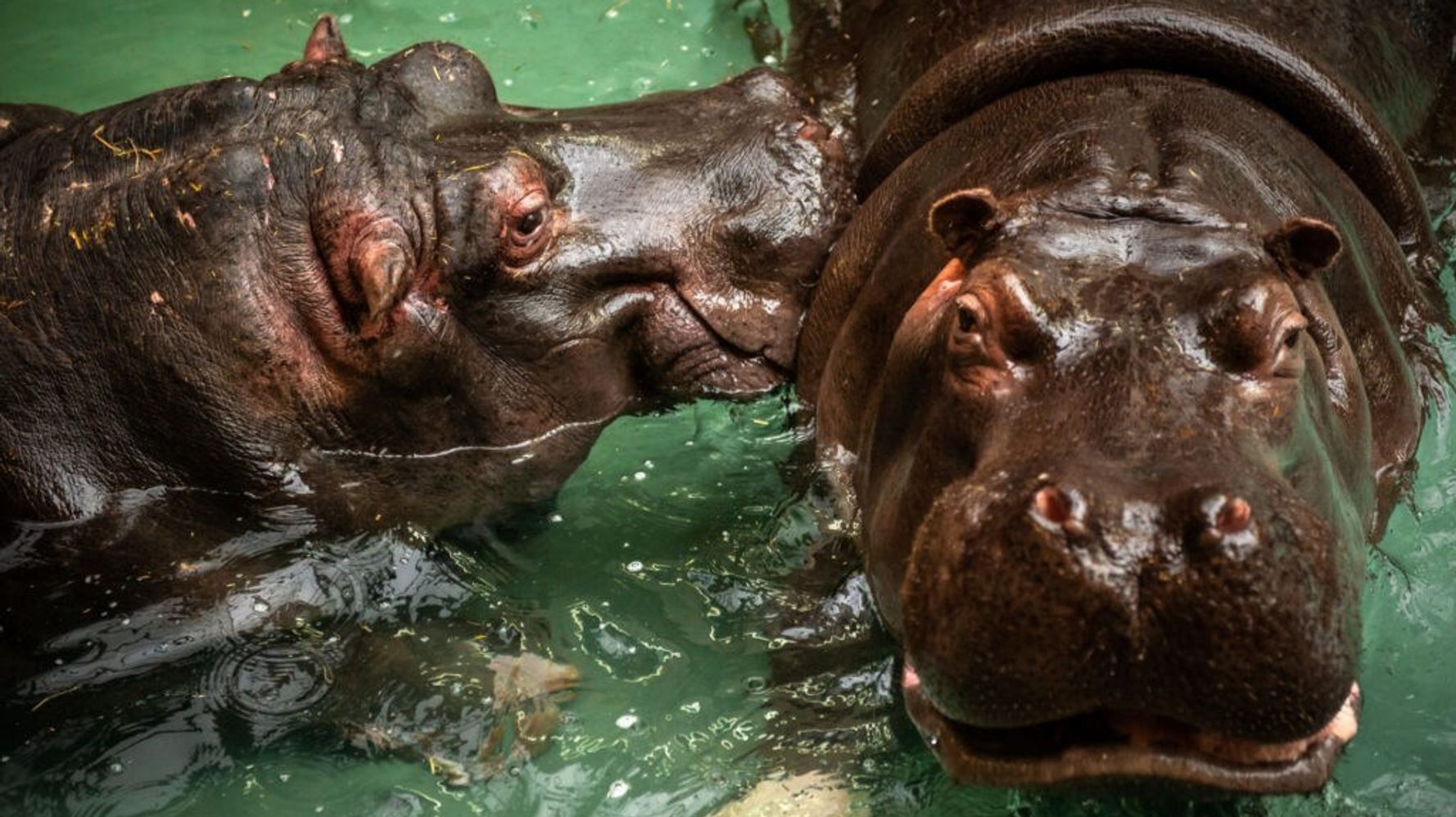 Pair Of Belgium Zoo Hippos Get COVID In What May Be First Cases For Species | HuffPost Impact