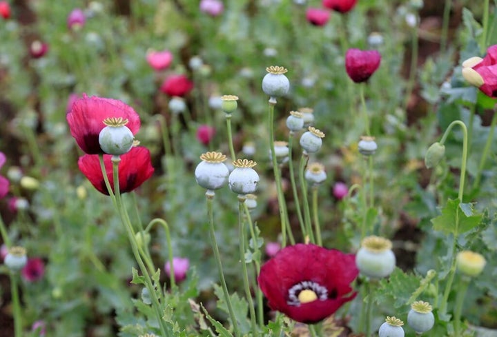 Amapolas