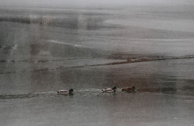 Πάπιες κολυμπούν στον ποταμό Μόσκβα κατά την διάρκεια της έντονης χιονόπτωσης.