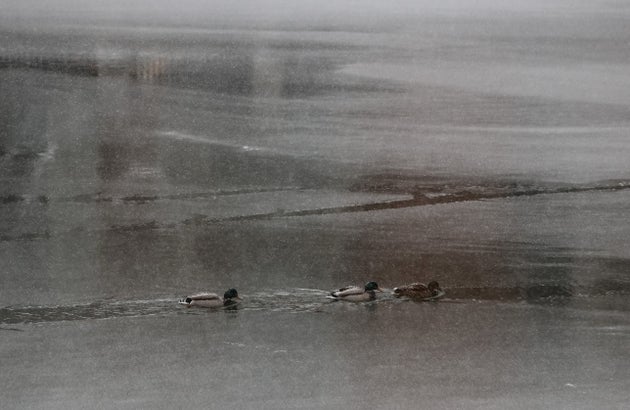 Πάπιες κολυμπούν στον ποταμό Μόσκβα κατά την διάρκεια της έντονης χιονόπτωσης.