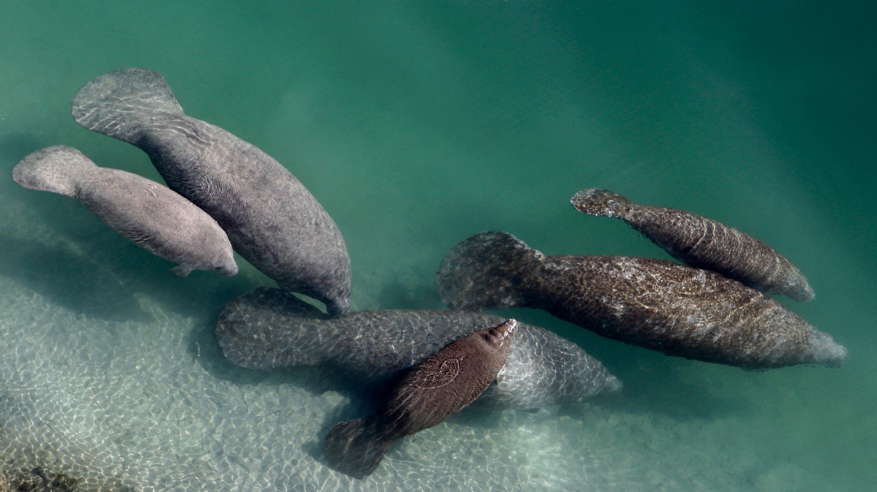 Florida Planning To Feed Starving Manatees In New Trial Program - Vimarsana News