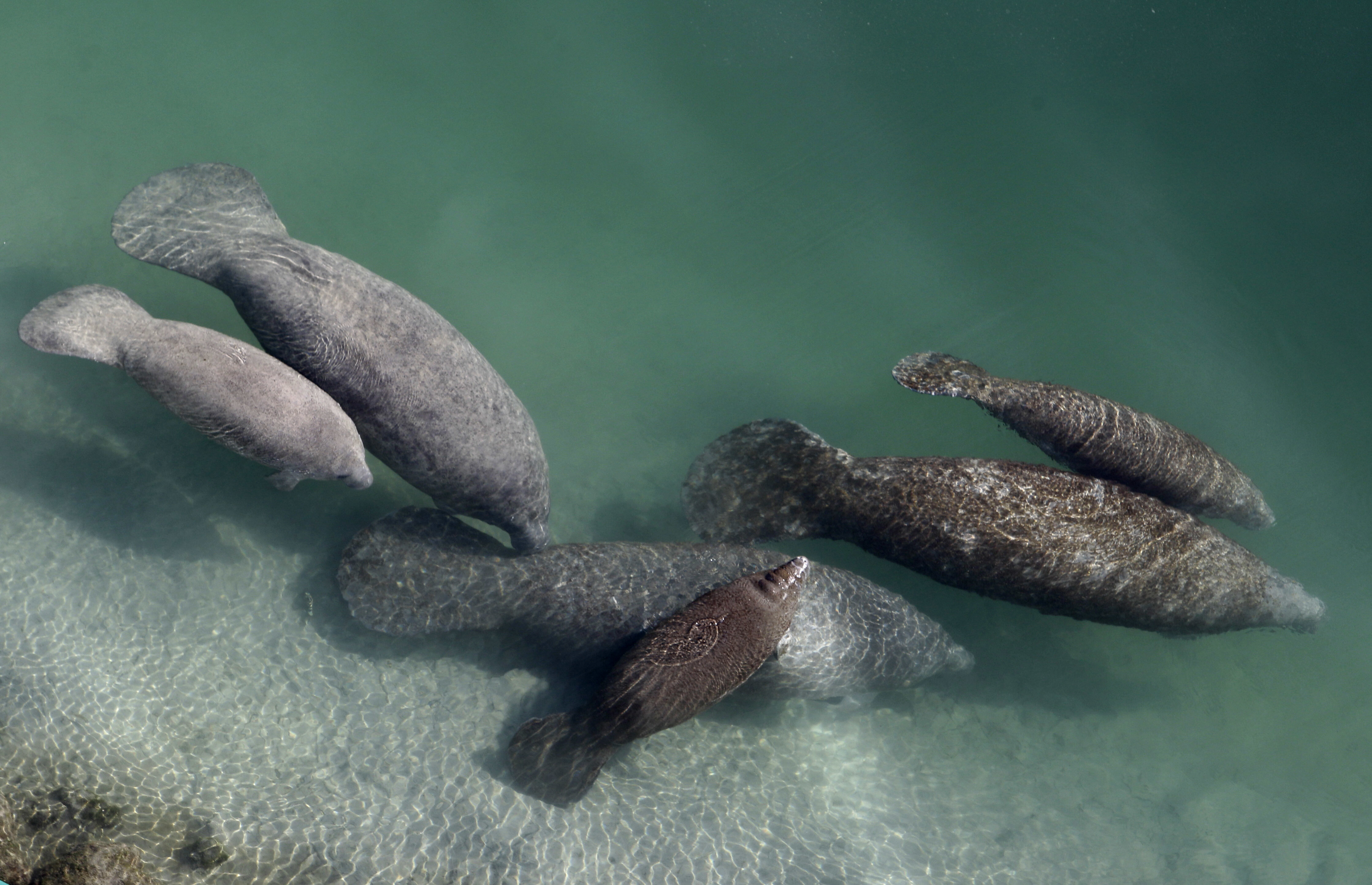 Florida Plans to Feed Hungry Manatee in New Testing Program |  In Spanish.