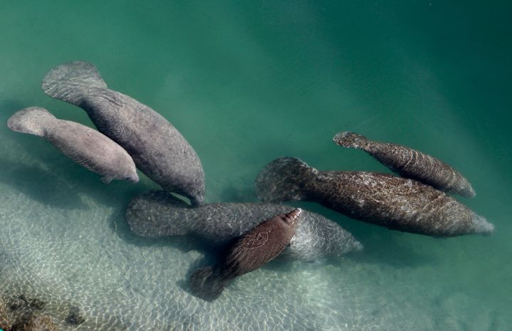In this Dec. 28, 2010, file photo, a group of manatees are in a canal where discharge from a nearby Florida Power & Light plant warms the water in Fort Lauderdale, Fla. Normally giving food to wild animals is considered off limits, but the dire situation in Florida with more than 1,000 manatees dying from starvation due to manmade pollution is leading officials to consider an unprecedented feeding plan. (AP Photo/Lynne Sladky, File)