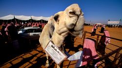Σαουδική Αραβία: Καμήλες αποκλείστηκαν από καλλιστεία λόγω μπότοξ