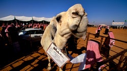 Σαουδική Αραβία: Καμήλες αποκλείστηκαν από καλλιστεία λόγω μπότοξ