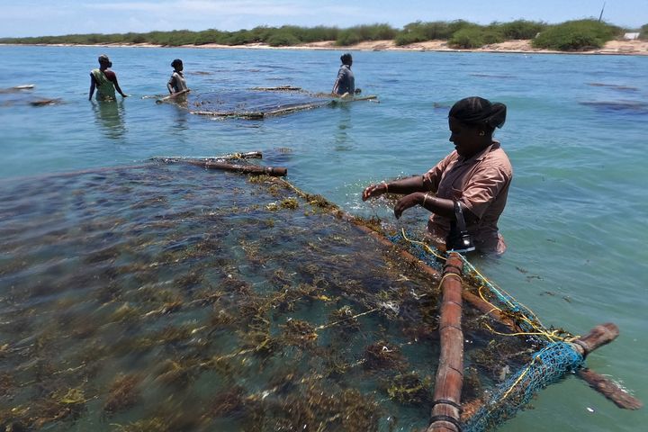 In this photograph taken on Sept. 24, 2021, women work to cultivate fronds of seaweed on bamboo rafts in the waters off the coast of Rameswaram in India's Tamil Nadu state.