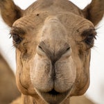 美容整形でラクダ40頭以上がコンテスト失格。ボトックス注射などを受けていた