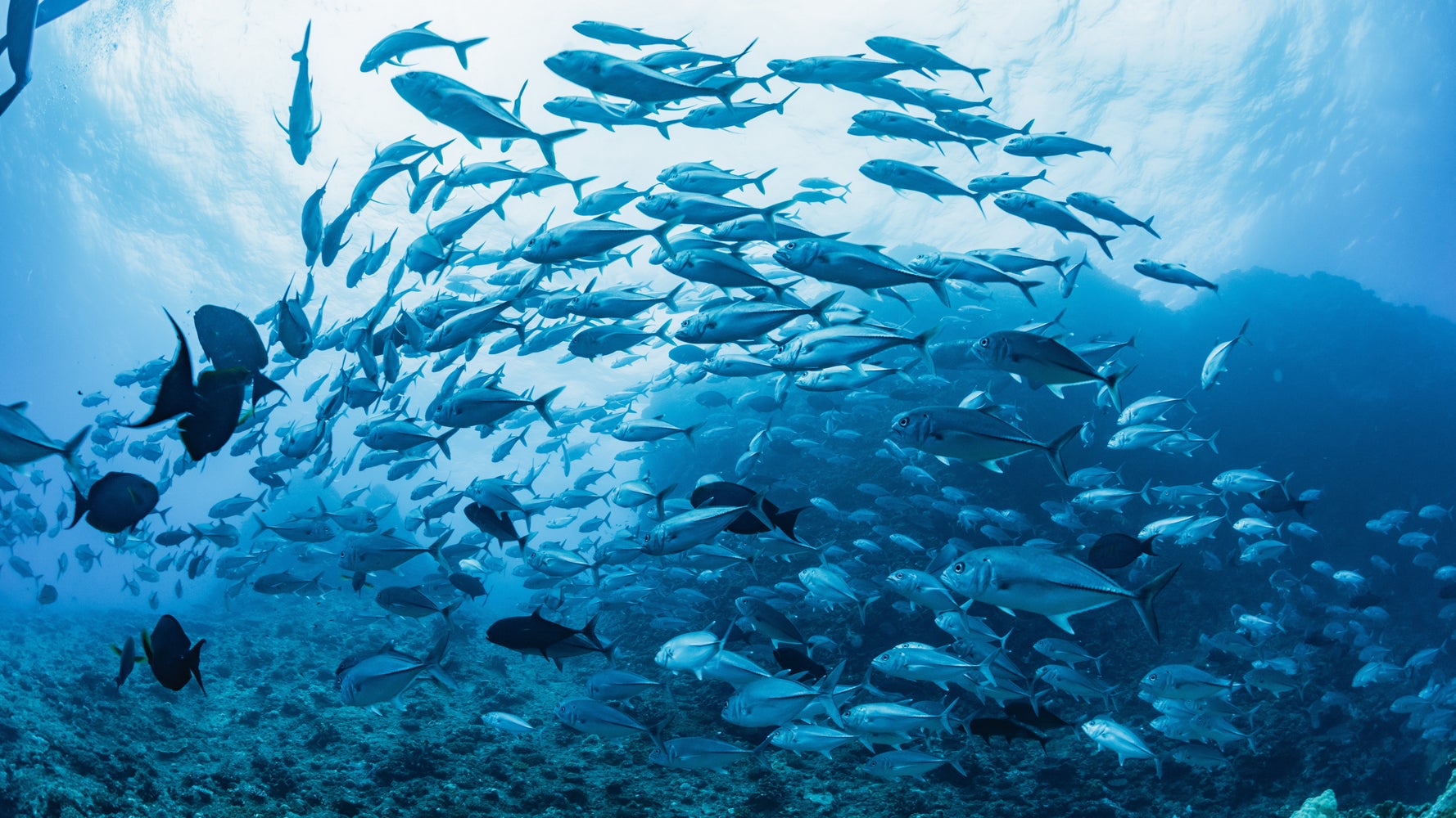 水族館の魚を 美味しそうと思ったことある 館長の率直すぎる回答が大反響 ハフポスト News