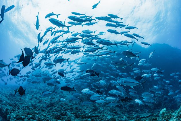 水族館の魚を 美味しそうと思ったことある 館長の率直すぎる回答が大反響 ハフポスト