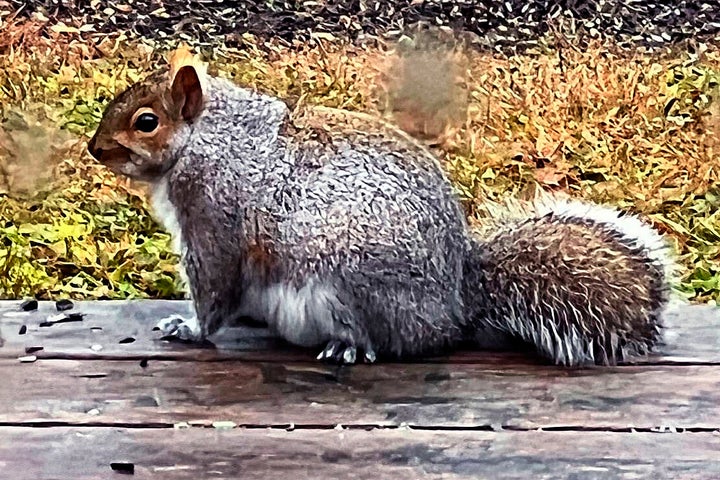 In this recent photograph provided by Beth Ditkoff, a squirrel is seen in the yard of a Damariscotta, Maine home. The squirrel, which, earned the nickname "Fatty McFatterson" by Ditkoff, has found an abundant supply of food in the area. (Beth Ditkoff photo via AP)