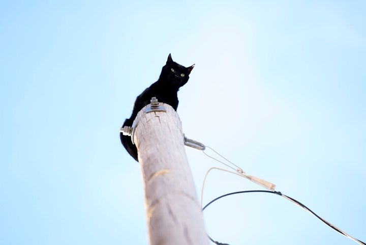 The cat called Panther was stuck on top of a 36-foot-high light pole.