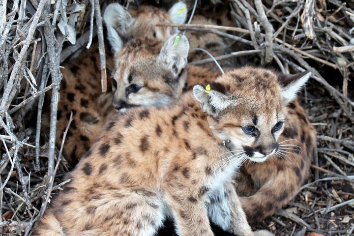 The two surviving kittens out of the litter of four have been taken to a veterinary hospital and will be staying at the Orange County Zoo until a permanent home is worked out.