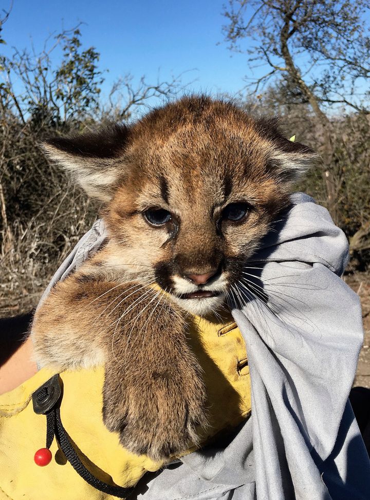 The mountain lion kittens were estimated to be about six weeks old when they were found.