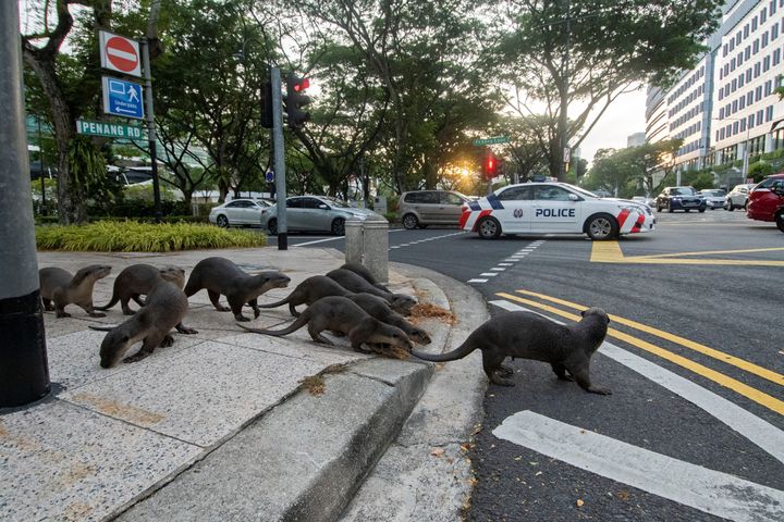 The Zouk family of smooth-coated otters, crossing the street in Singapore.