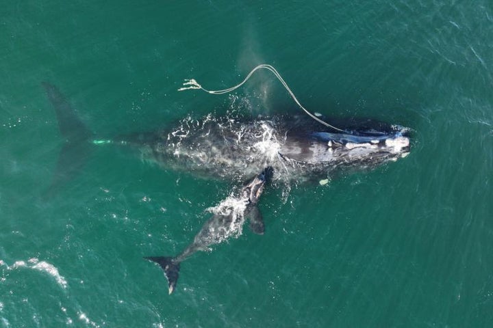 Snow Cone, with fishing rope dragging from her mouth, and her newborn calf on Dec. 2.
