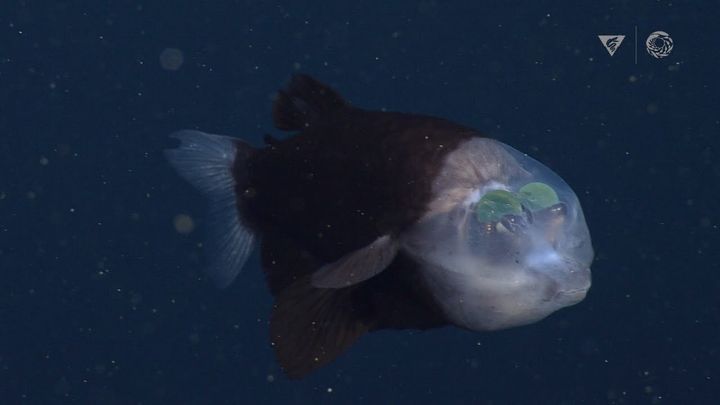 モントレー湾水族館研究所がYouTubeに投稿したデメニギスの最新映像より