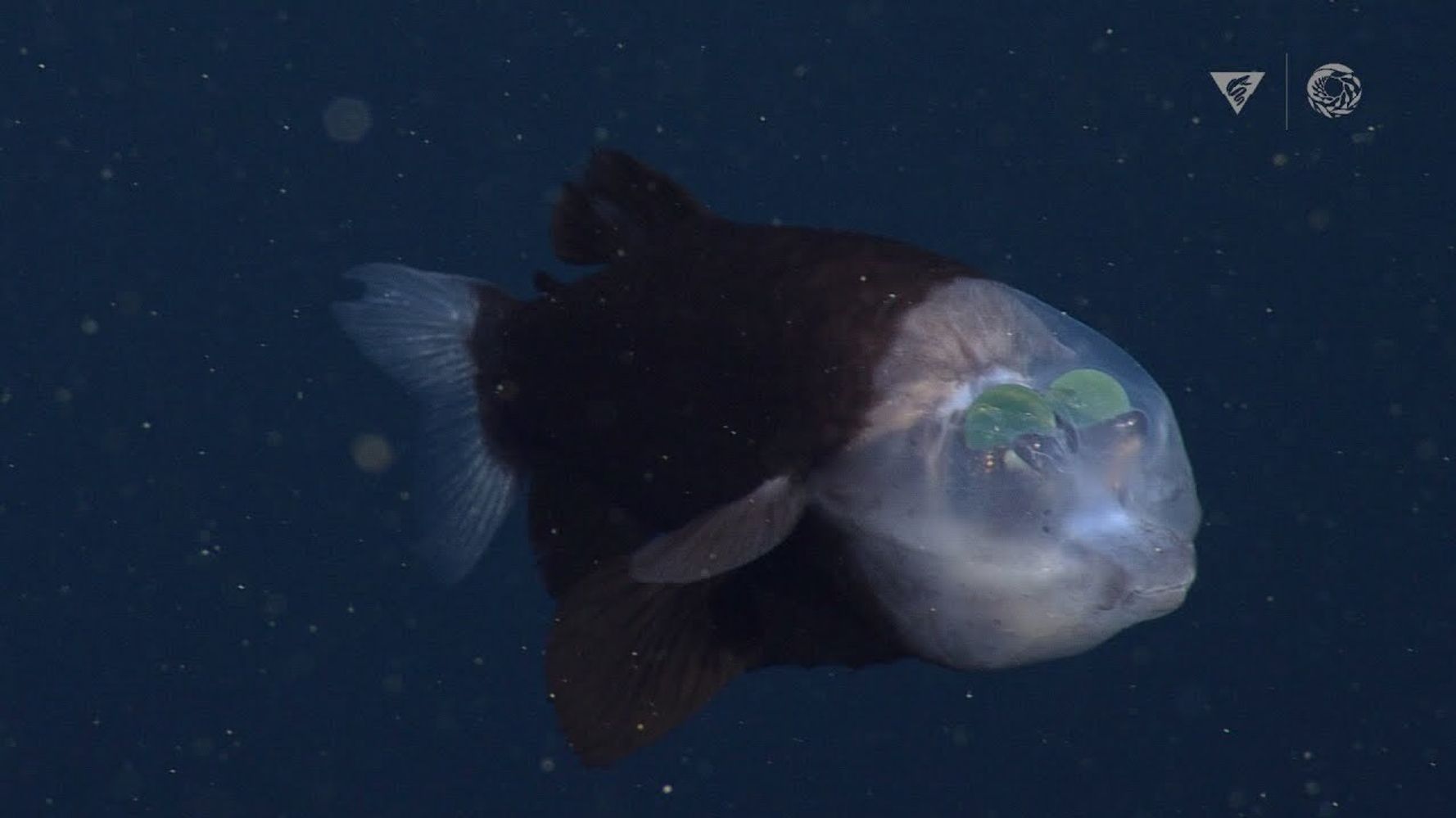 エイリアンはすでに地球にいます 奇想天外な深海魚デメニギスの最新映像に感嘆の声 ハフポスト World