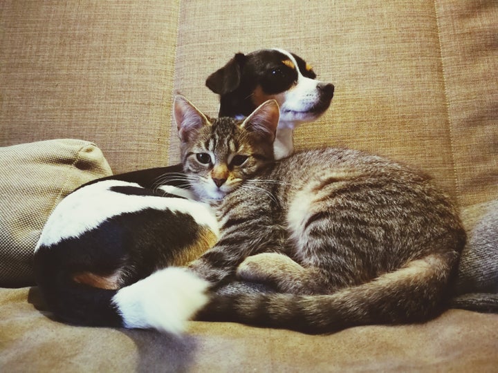 Pets become close members of our families. When they are gone, the grief of their passing can be immense. Here's how to show up for someone going through this loss.