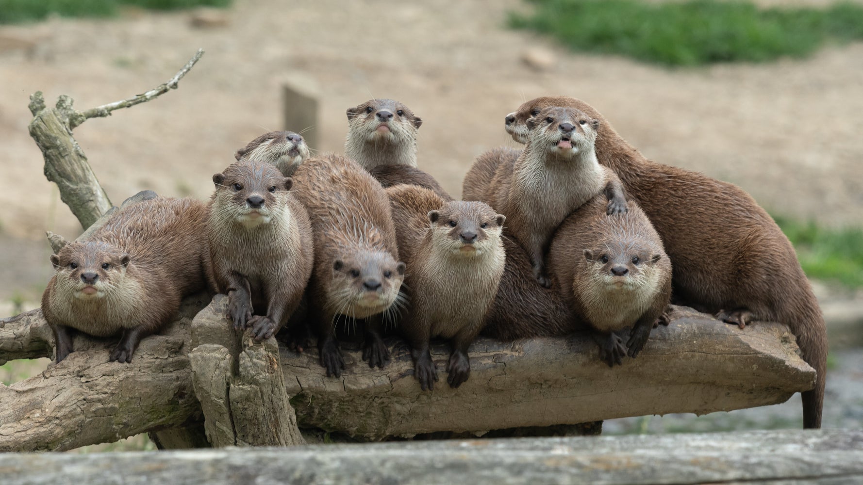 こんなことで死ぬわけには カワウソの群れに襲われた男性の心の叫び ハフポスト World