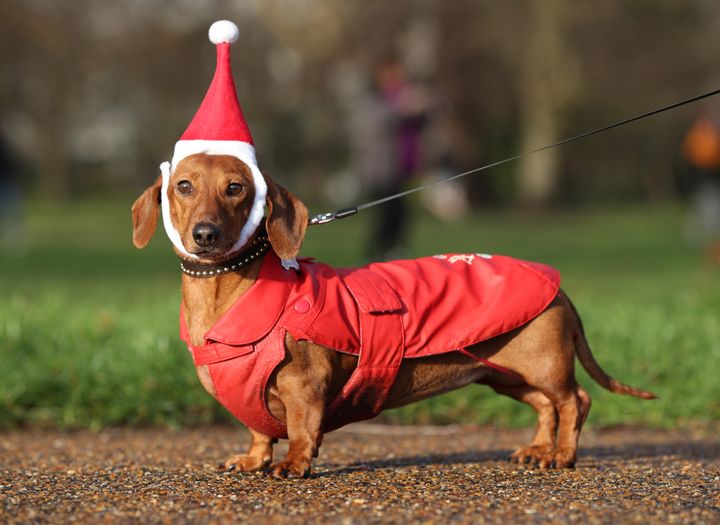 Dachshund Mizar takes part in the sausage dog festive walk in Hyde Park, London.