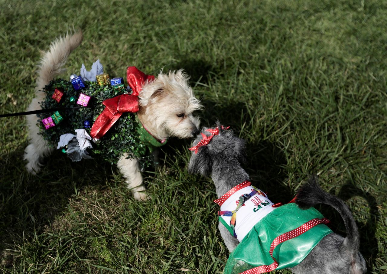 Σκυλάκια ντυμένα με Χριστουγεννιάτικα κοστούμια, λαμβάνουν μέρος σε διαγωνισμό μόδας στη Λίμα του Περού. 