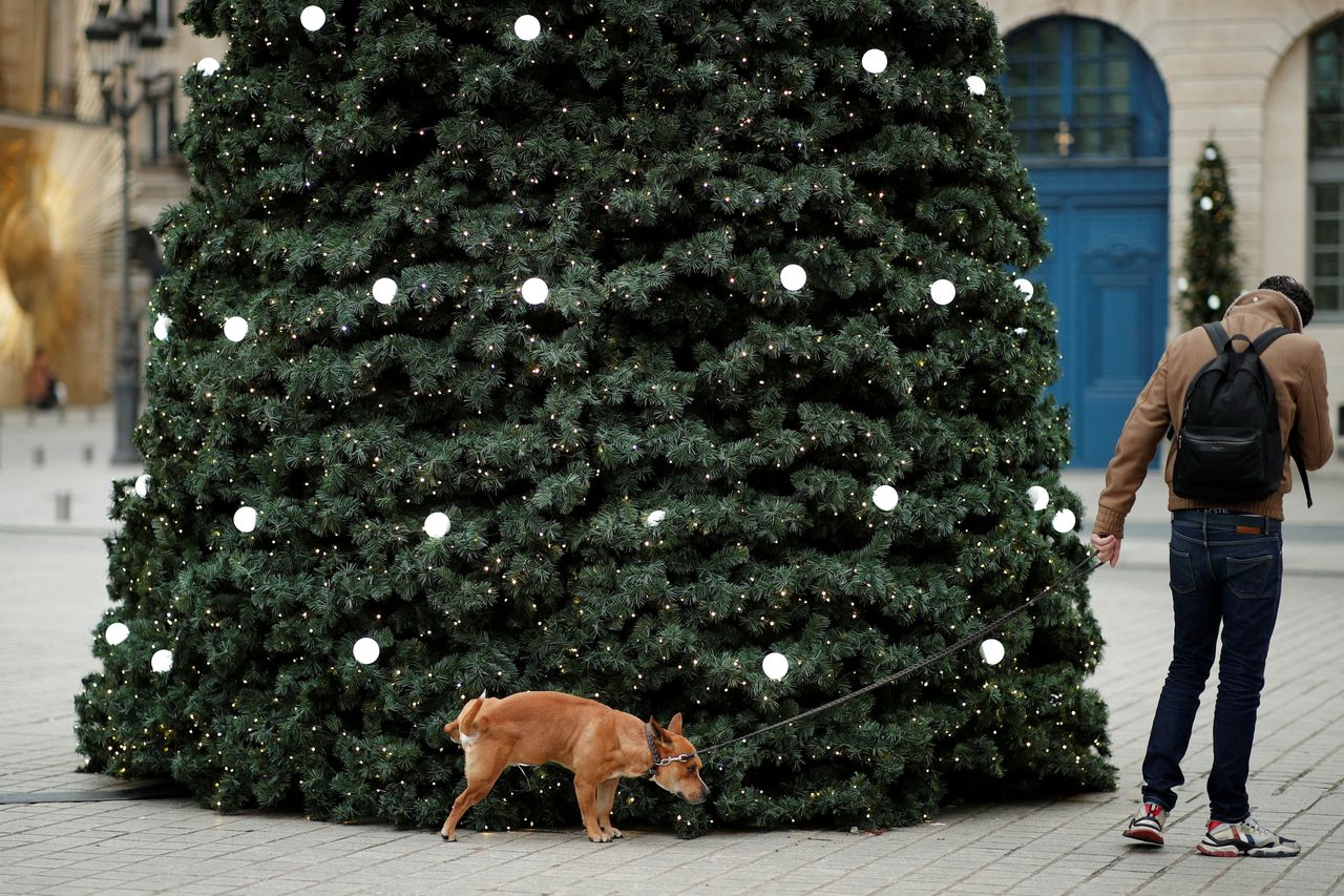 Ο άθλιος σκύλος «στολίζει» το έλατο στο Παρίσι - και ο ακόμα πιο άθλιος άνθρωπός του, αδιαφορεί. 