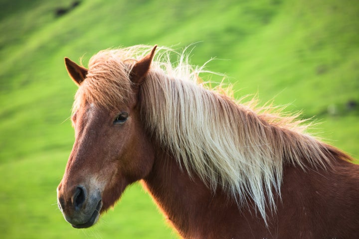 馬に平手打ちと足蹴りをした女性教師に非難殺到 学校を解雇に イギリス ハフポスト World 馬に平手打ちと足蹴りをした女性教師に非難殺到 学校を解雇に イギリス ハフポスト World