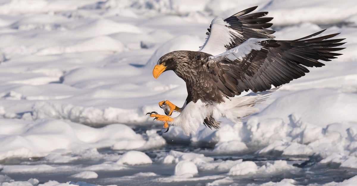 Rare Sea Eagle, Native To Asia, Turns Up In Massachusetts | HuffPost Impact