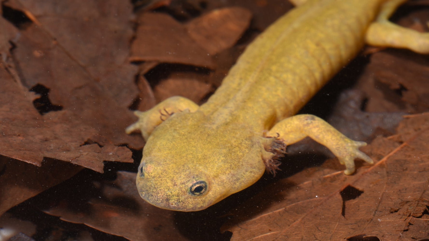 クマ撃退スプレーを手に年ぶりの大発見 絶滅したはずの 日本版ウーパールーパー は生きていた ハフポスト News クマ撃退スプレーを手に年ぶりの大発見 絶滅したはずの 日本版ウーパールーパー は生きていた ハフポスト News