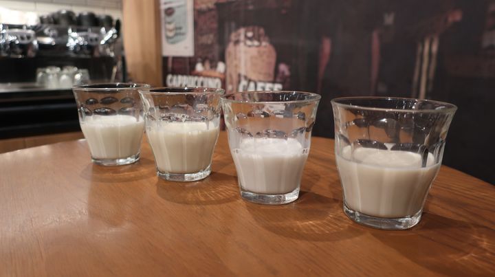 左から、牛乳、ソイミルク、アーモンドミルク、オーツミルク。それぞれのミルクの色の違いが分かります