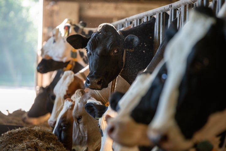 Row of cows eating in a stable at a dutch farm