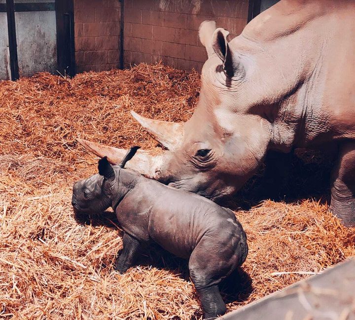 Baby white rhino born at UK zoo