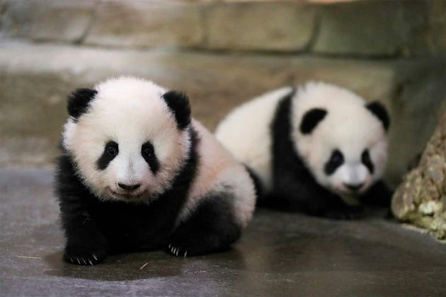 Panda Cubs Taking First Steps