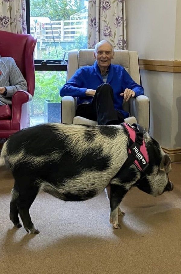 Tony Eaglestone with pet pigs in care home