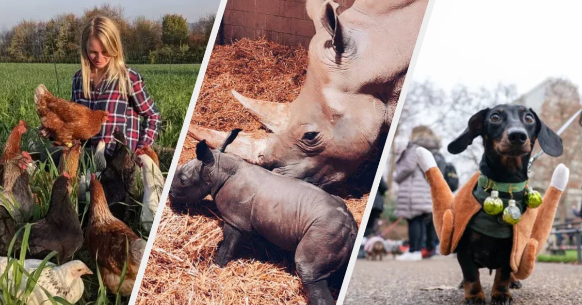 8 Of The Best Animal Stories Of 2021 To Make You Smile | HuffPost UK Life